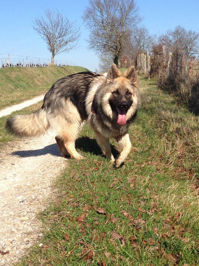 Loki de L'Auberge des P'tites Nouilles