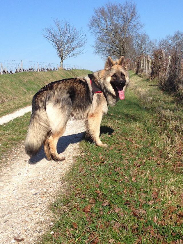 Loki de L'Auberge des P'tites Nouilles