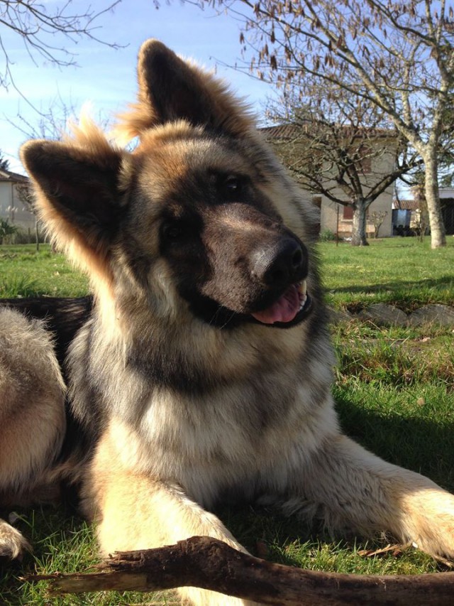 Loki de L'Auberge des P'tites Nouilles