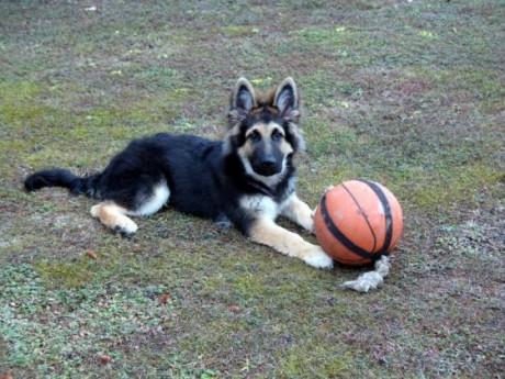 Fao altdeutscher schäferhund