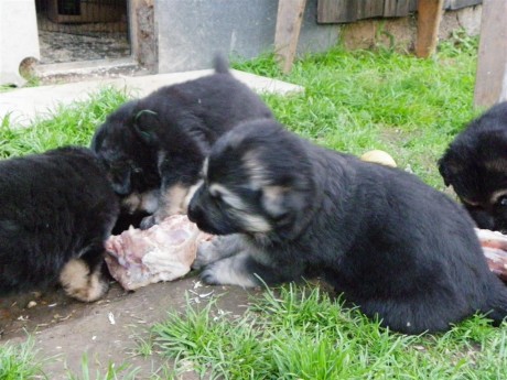 Les chiots mangent du poulet