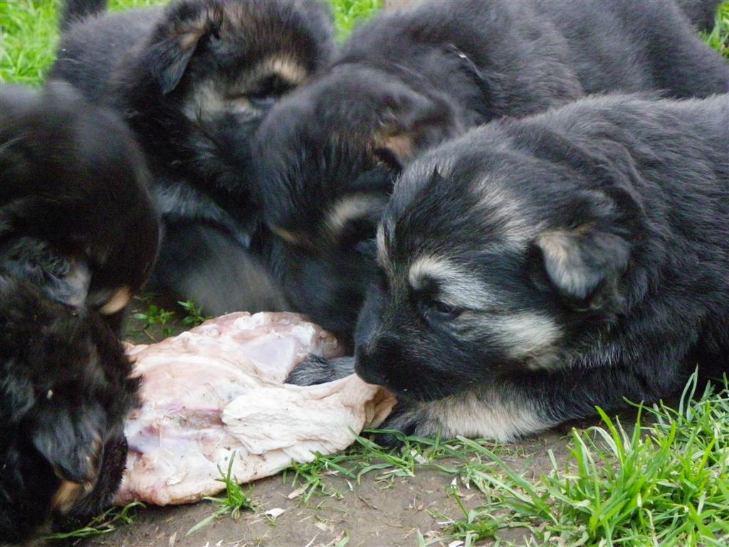 Les chiots mangent du poulet