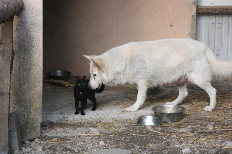 Chesnaye et Panthère