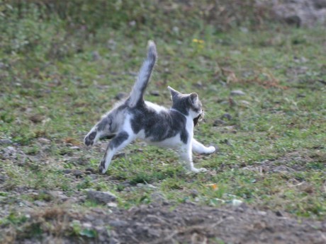 Tertone futur grand chasseur de souris !