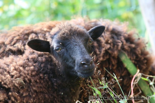 Eglantine mouton d'Ouessant