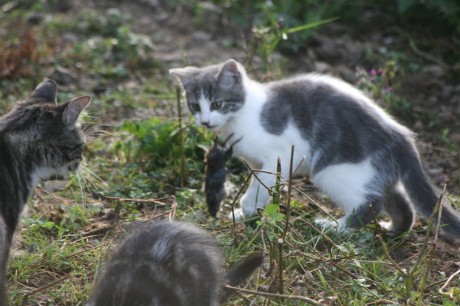 Pas sur que maman soit d'accord ! ( Mais si !!!)