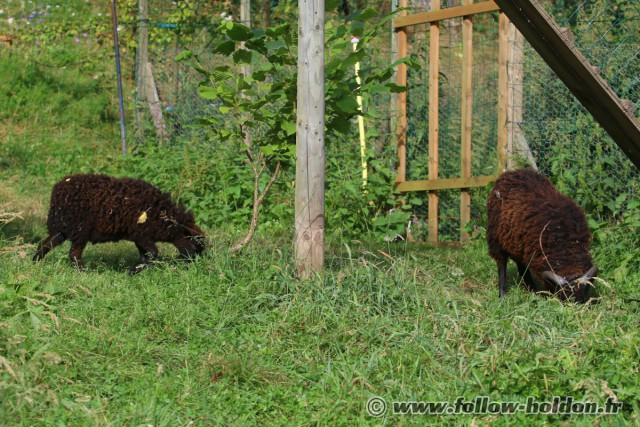 Eglantine et Edelweiss nos moutons d'Ouessant