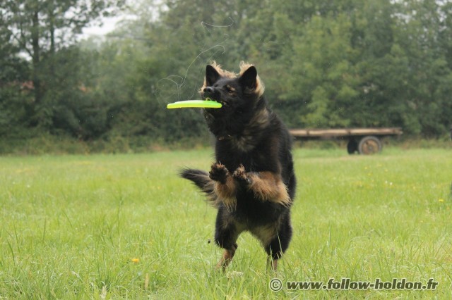 Frisbee verrouillé et un joli filet de bave !