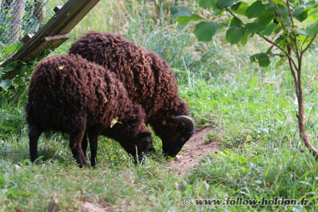 Eglantine et Edelweiss nos moutons d'Ouessant
