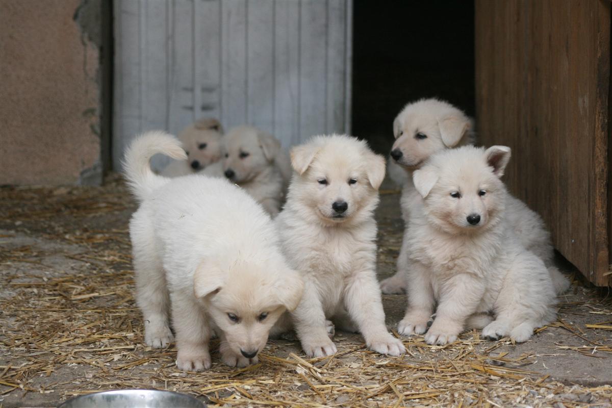 Les chiots de Chesnaye