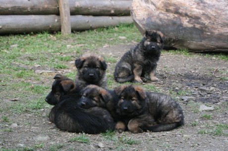 Les chiots de Foudja et Jay à 7 semaines