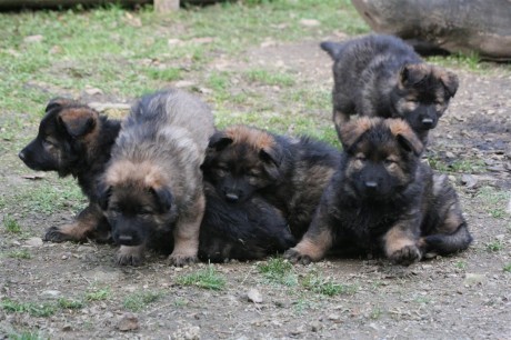 Les chiots de Foudja et Jay à 7 semaines