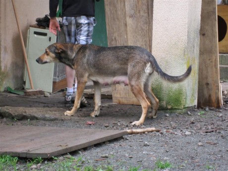 Ginette la maman des chiots