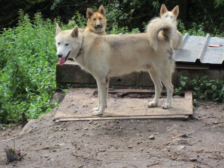 Dieggo le papa des chiots