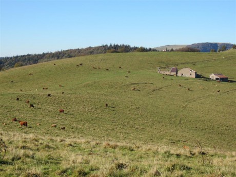 On a croisé plein de vaches qui nous regardaient de travers