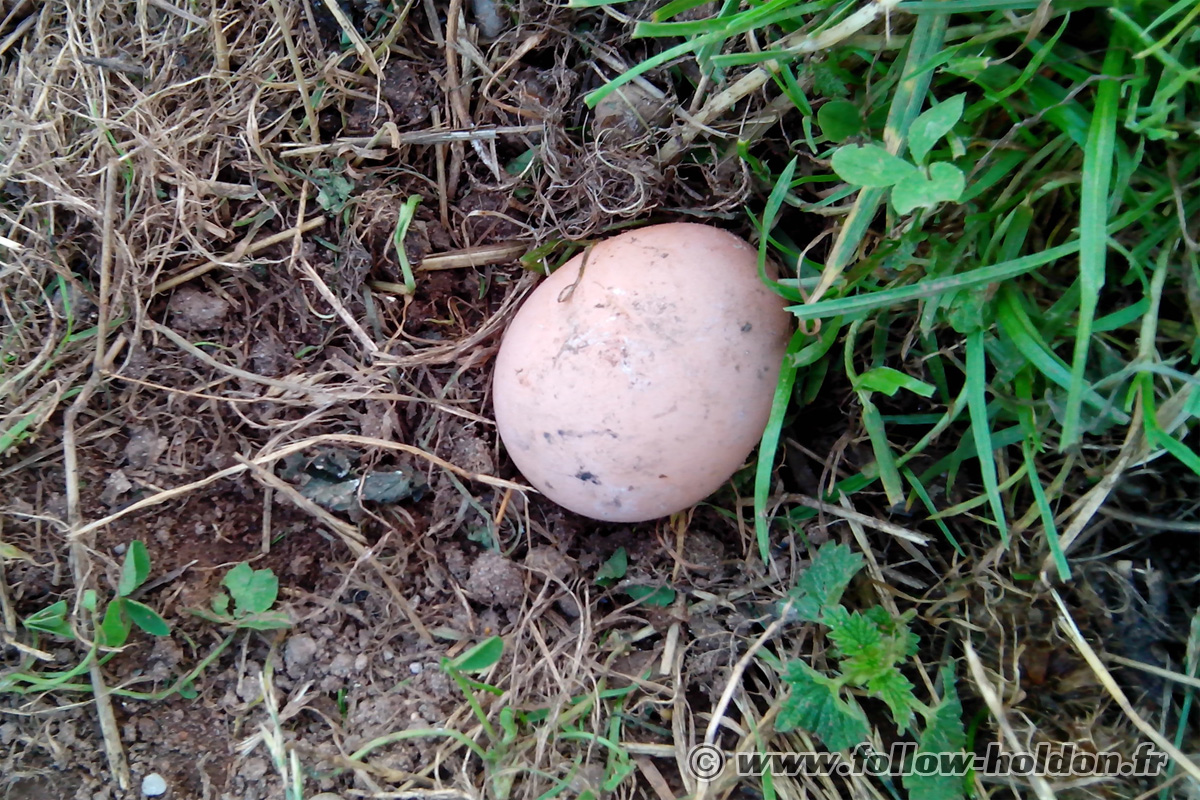 Le premier oeuf !