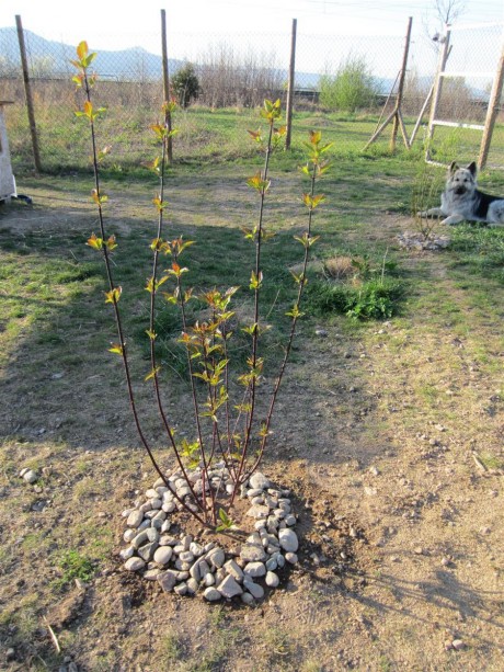 Et voilà le jeune Cornus alba Kesselringii