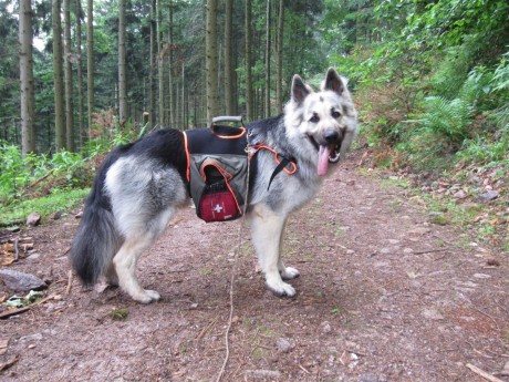 Tout beau avec mon sac à dos pour chien