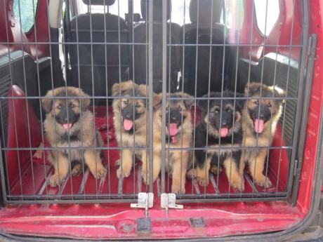 Les chiots de Jacy qui attendent gentiment leur tour