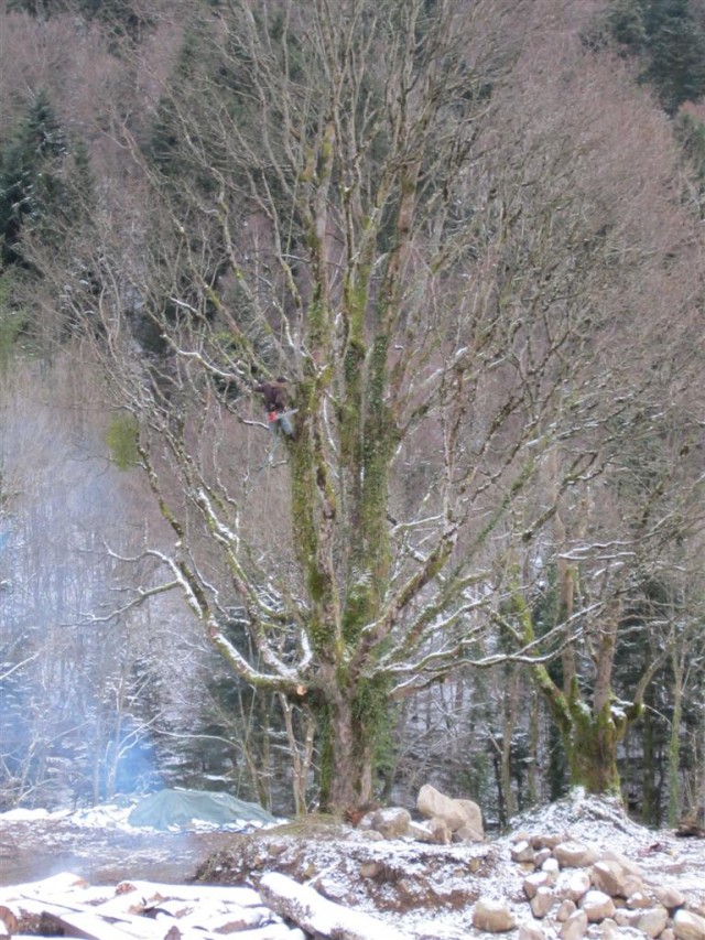 Pierre en train d'élaguer un arbre