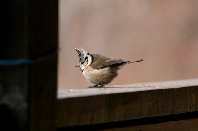 Mésange huppée