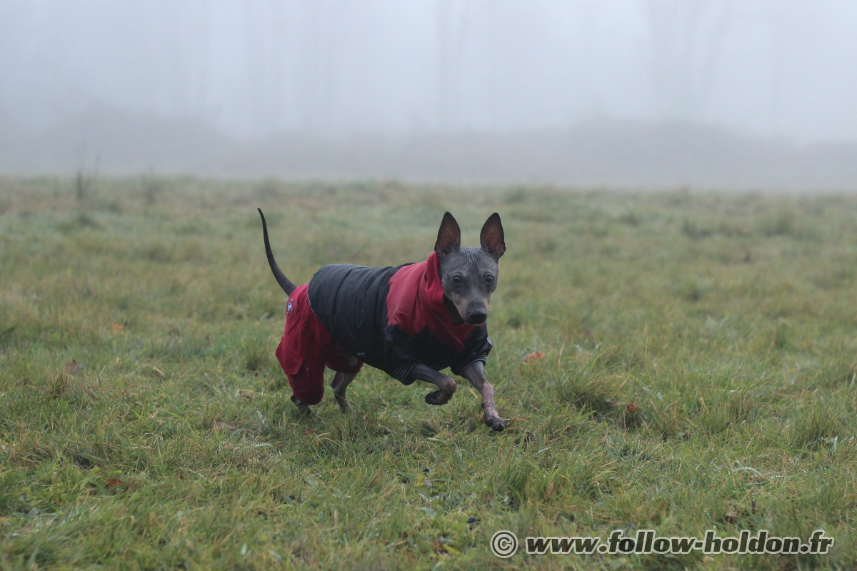 Burton un American Hairless Terrier