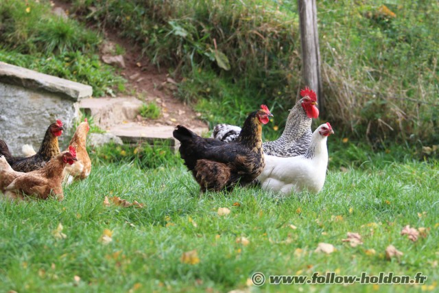 Chips et son harem