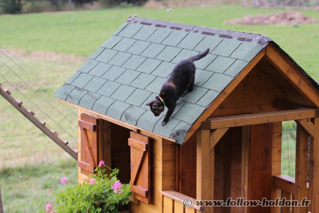 Manque plus que les gouttière pour en faire un vrai chat de gouttières !