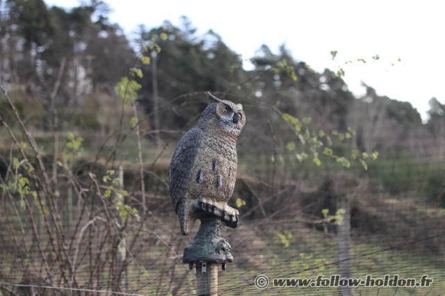 Un hibou Grand Duc veille sur les poules