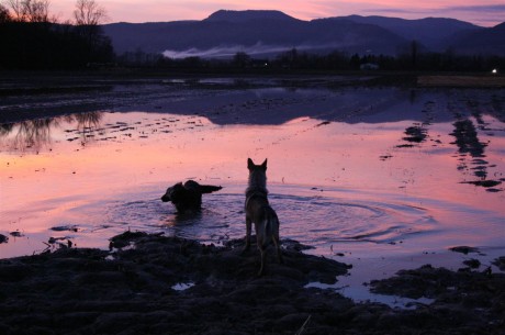 L'heure bleue, entre chien et loup