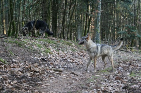 Sur le chemin, avant de faire du hors piste