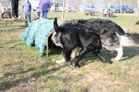 Flocky aime passer sous les chiens !