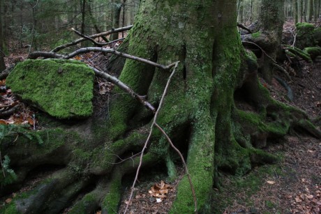 Un arbre recouvert d'une belle mousse verte