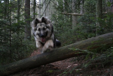 Hey Nadia, c'est comme chez toi sur ton terrain d'agility !