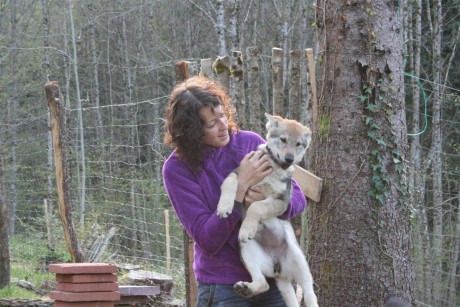 Glamour Milla une chienne de la portée Artic et Déva