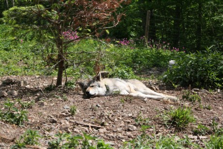 Alors que Synek préfère continuer la sieste sous un petit sapin