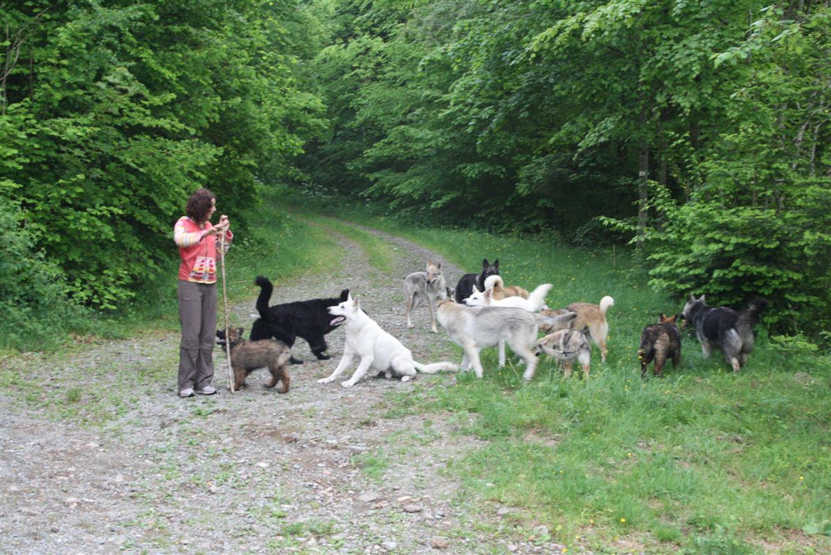 La bergère et son troupeau de chiens