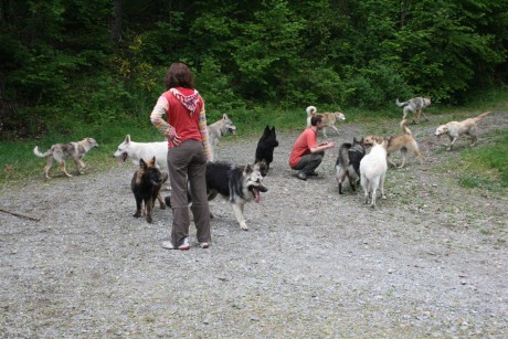 On essaye de compter le nombre de chiens...