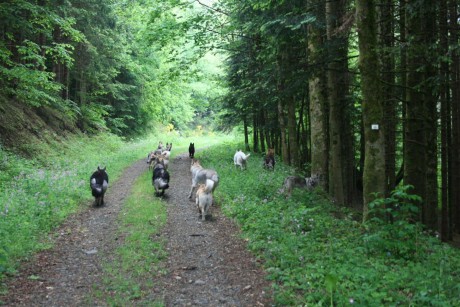 ... et finalement c'est avec 16 chiens au total qu'on est parti en balade