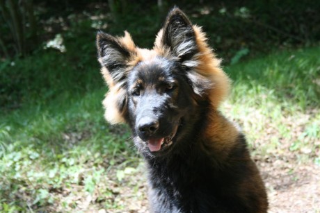 Yasna, une vraie petite bombe cette chienne