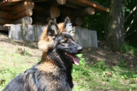 Yasna va devenir une chienne tout simplement magnifique