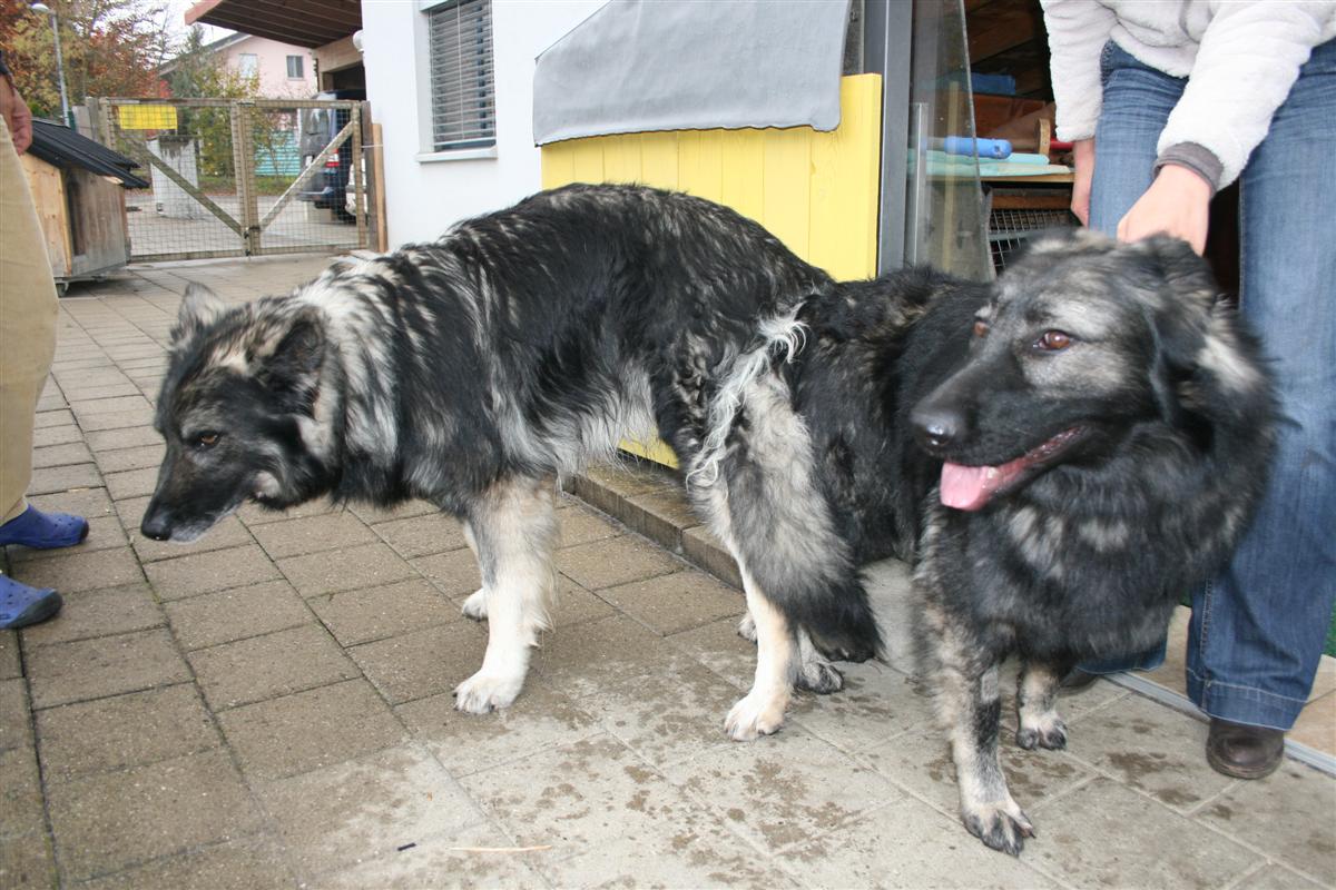 Emine et Ice pendant la saillie