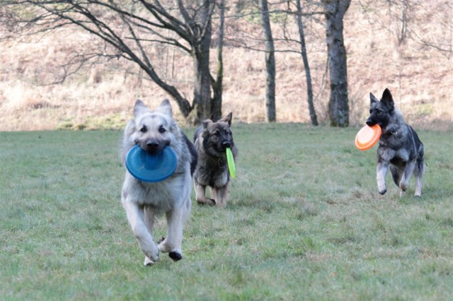 3 chiens, 3 frisbees !