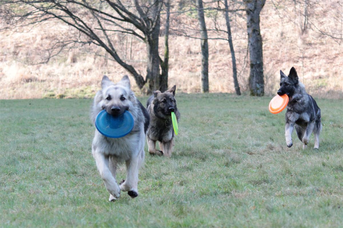 3 chiens, 3 frisbies !