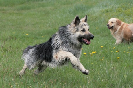 altdeutsche schäferhunde