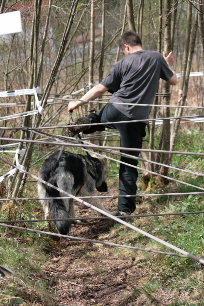 Pour les chiens c'était plus facile que pour les humains !