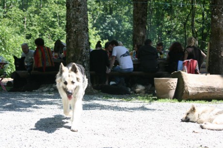 Les gens à table, et les chiens sous la table