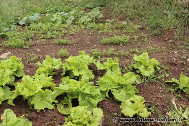 Salades et laitues épargnées des limaces