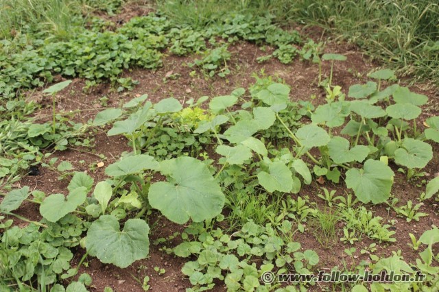 Les courgettes sans doute semer trop tardivement...