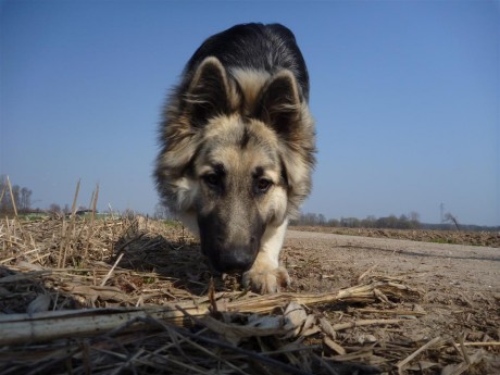 Le maïs c'est pas bon pour les chiens mais les pieds de maïs oui !